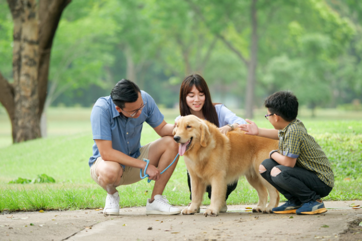 rações medicamentosas para cães