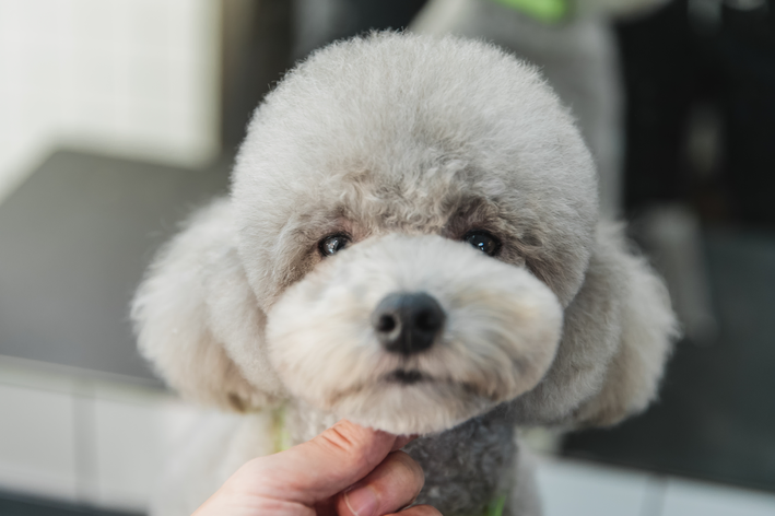 Tosa Poodle ursinho