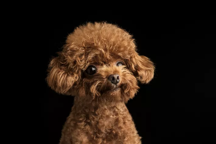 Tosa bebê em Poodle