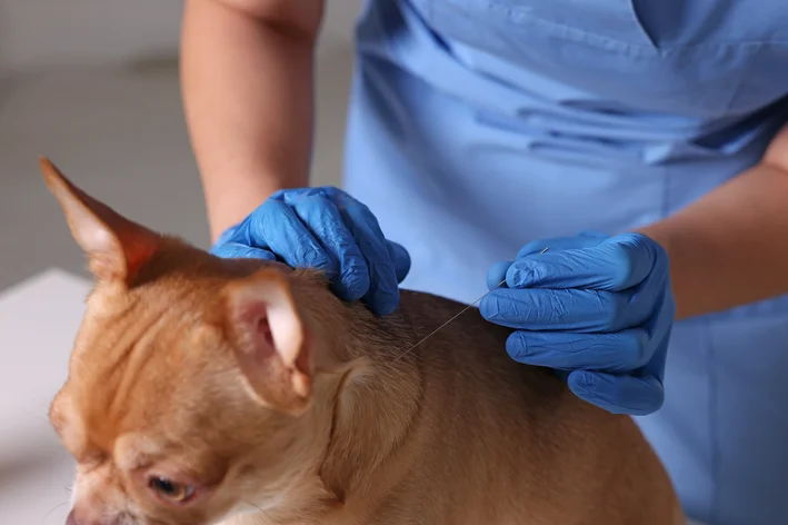 cachorro na acupuntura veterinária