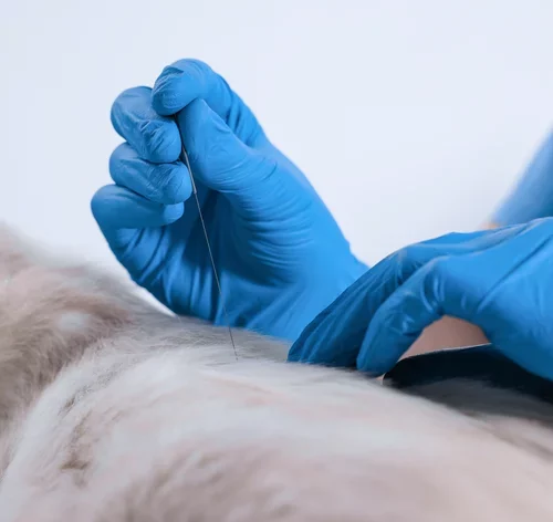 gato fazendo acupuntura veterinaria