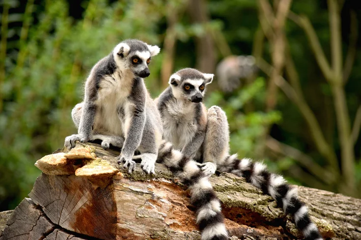 casal de lêmures em seu habitat natural