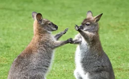 casal de Wallaby animais com a letra W