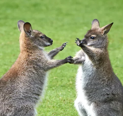 casal de Wallaby animais com a letra W
