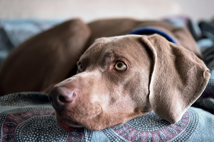 Weimaraner deitado no sofá