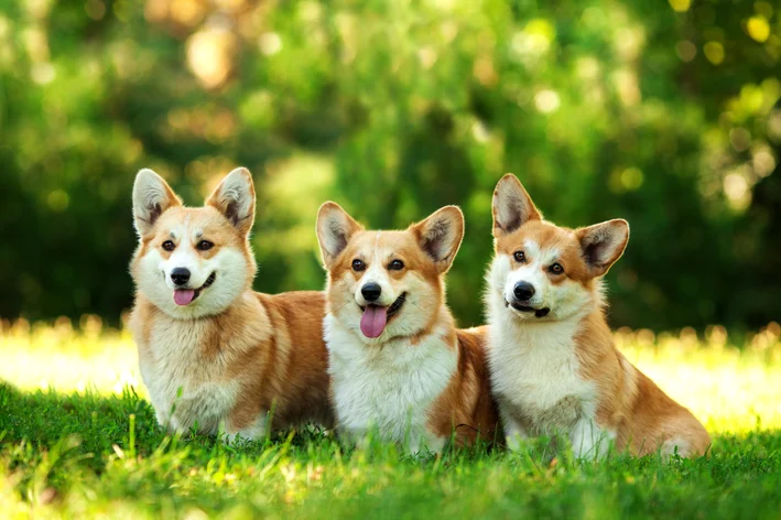 três Welsh Corgi na grama