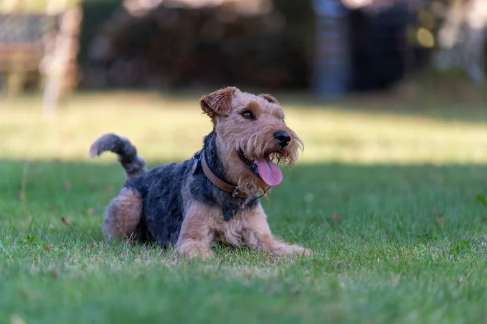 Welsh Terrier animal com w