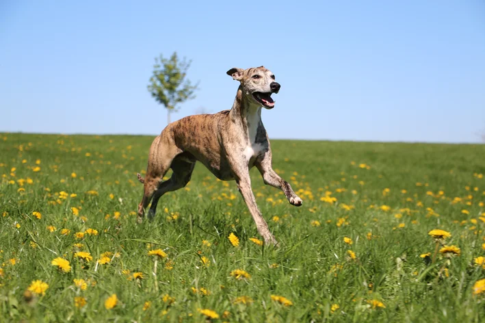 Whippet correndo no gramado