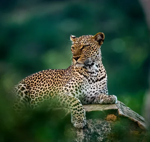 leopardo é um animal com a letra L