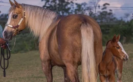 égua no pasto é um animal com letra E