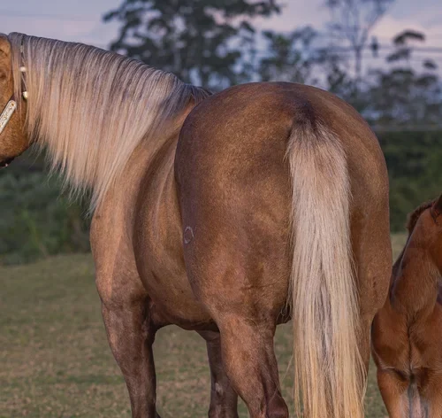 égua no pasto é um animal com letra E