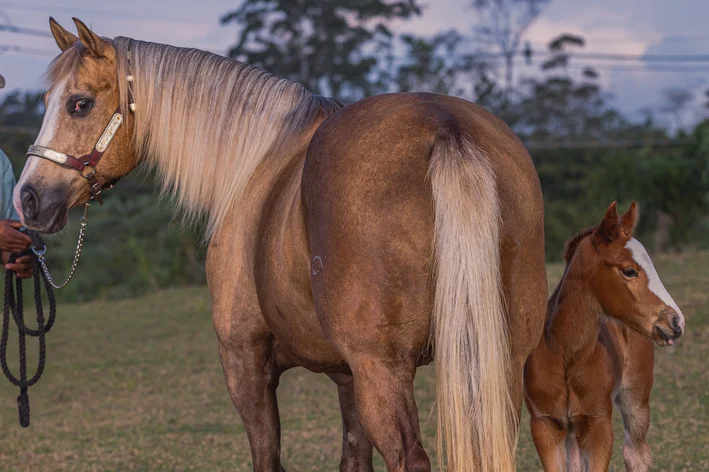 égua no pasto é um animal com letra E