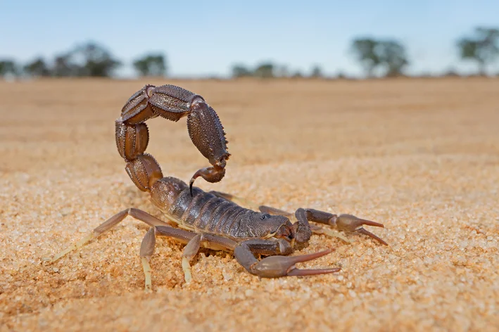 escorpião é um animal com a letra E