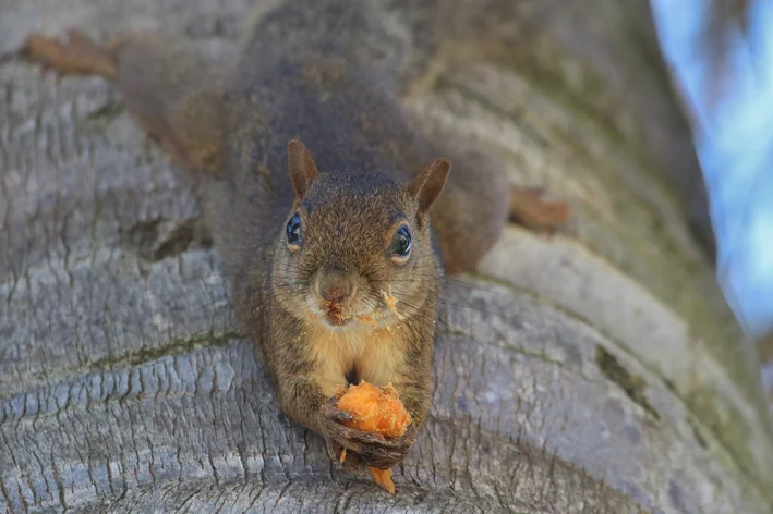 serelepe comendo fruta