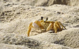 siri andando na praia