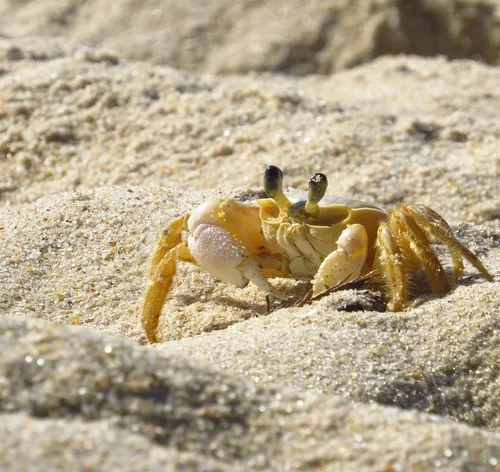 siri andando na praia