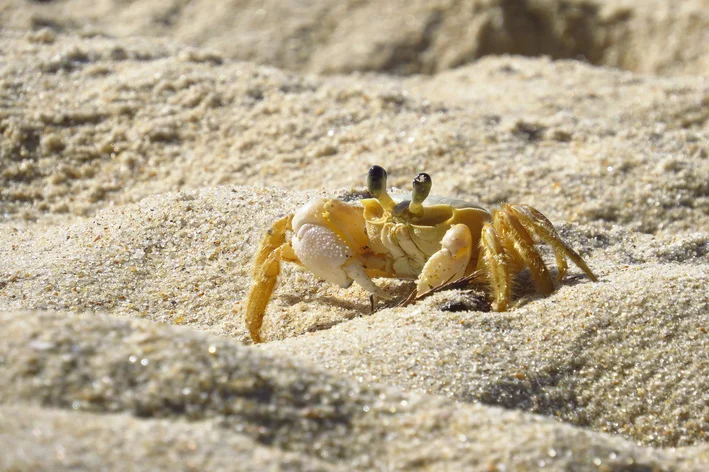 siri andando na praia