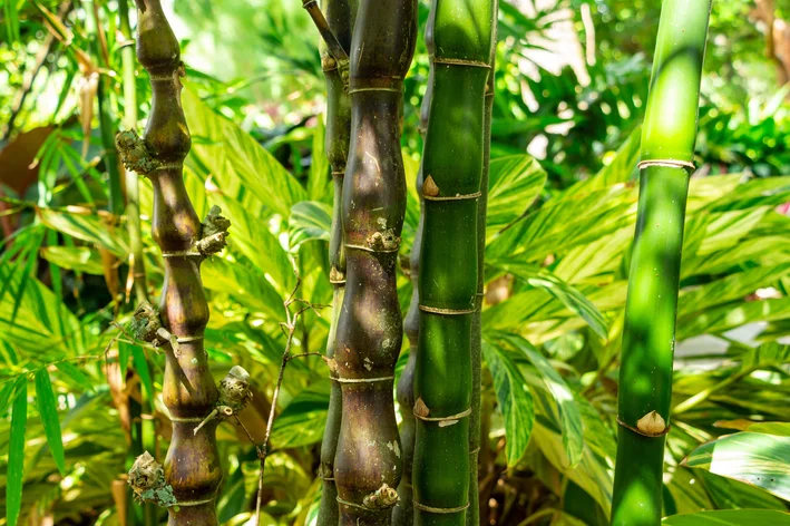 gomos da planta barriga de buda