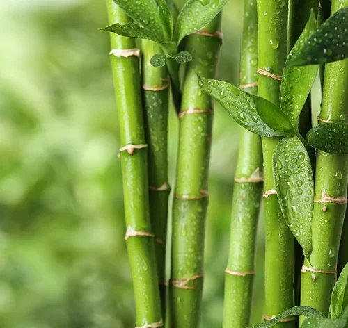 gomos e folhas de bambu