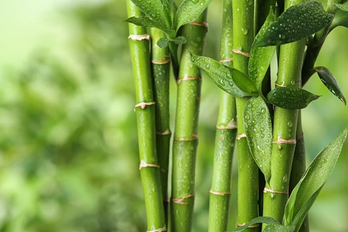 gomos e folhas de bambu