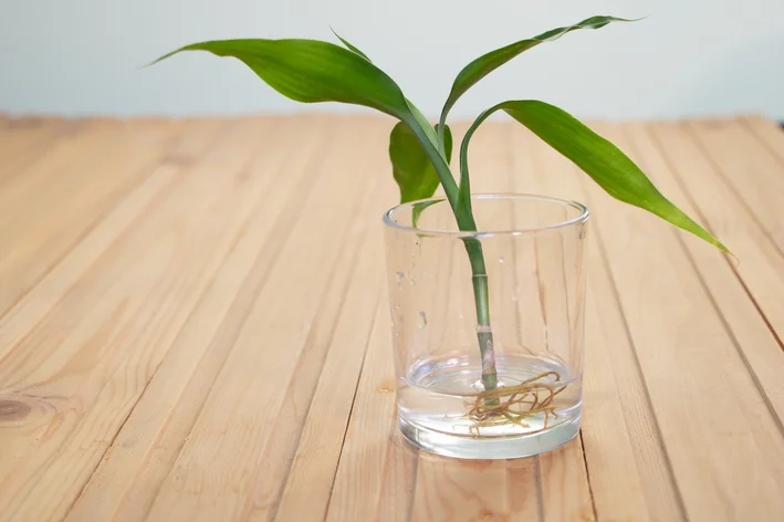 bambu da sorte em vaso com água