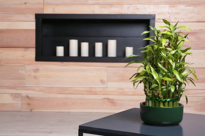 vaso com bambu na sala de estar