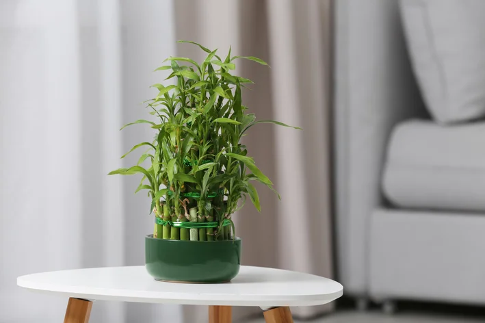 vaso com bambu na mesa de centro