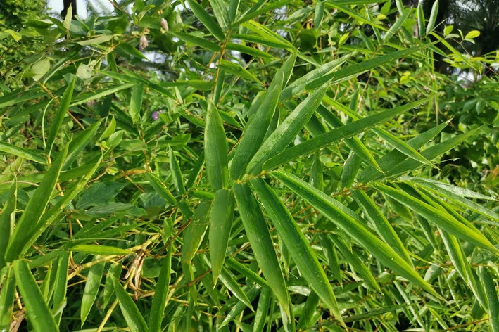 folhas de bambu mult-folhas