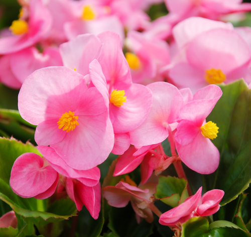 begônia de cera cor de rosa