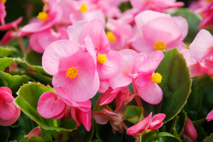 begônia de cera cor de rosa