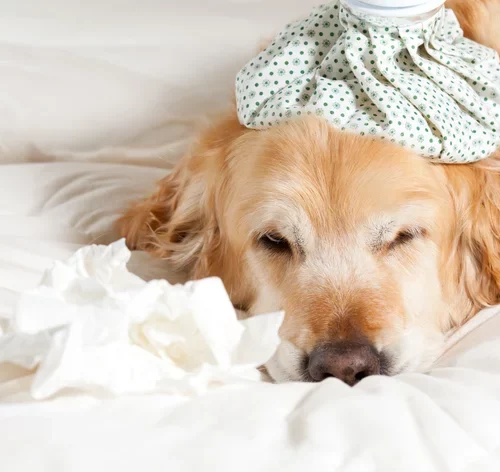 cachorro gripado deitado na cama