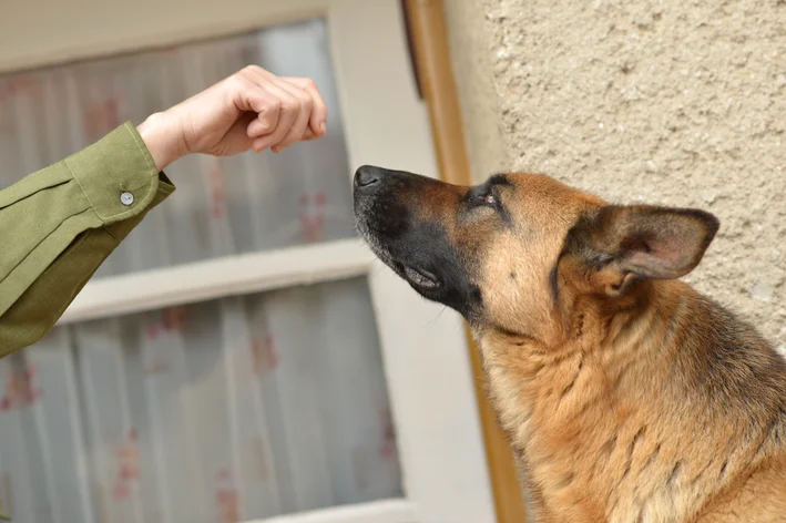 homem fazendo adestramento em cachorro reativo