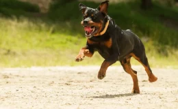 cachorro reativo atacando