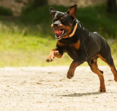 cachorro reativo atacando