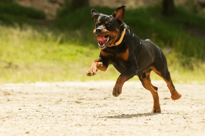 cachorro reativo atacando