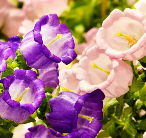 campanula roxa e rosa
