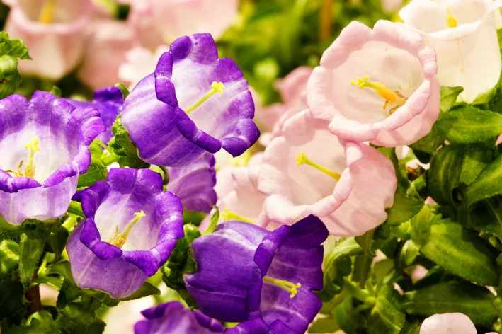 campanula roxa e rosa