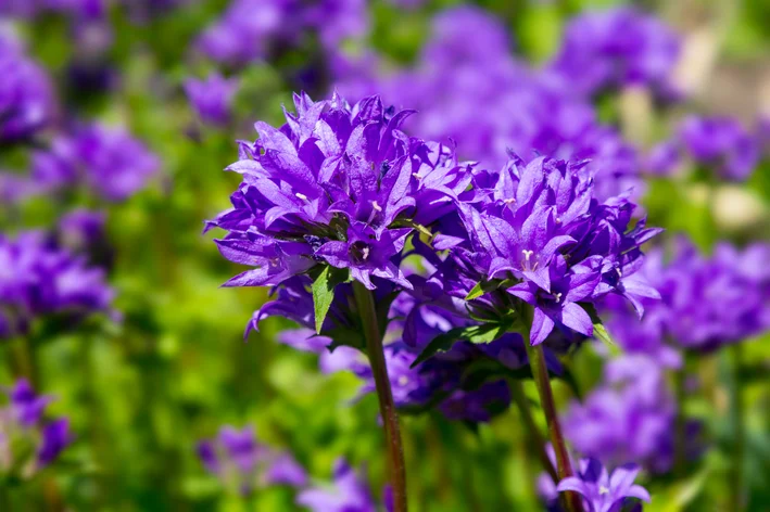 Campanula glomerata roxa