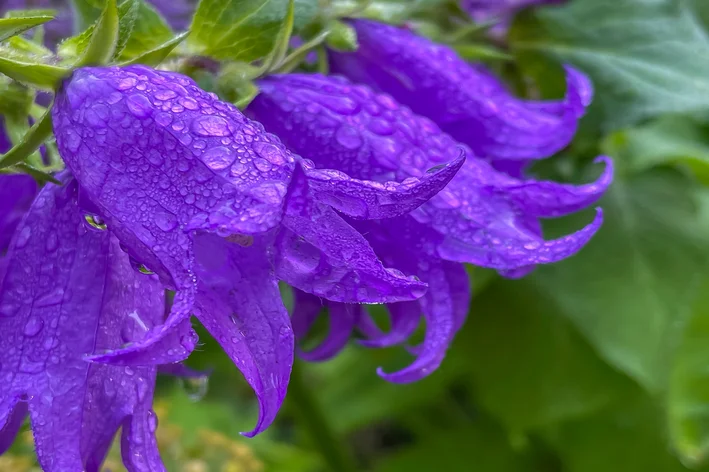 pétalas de campanula molhadas 