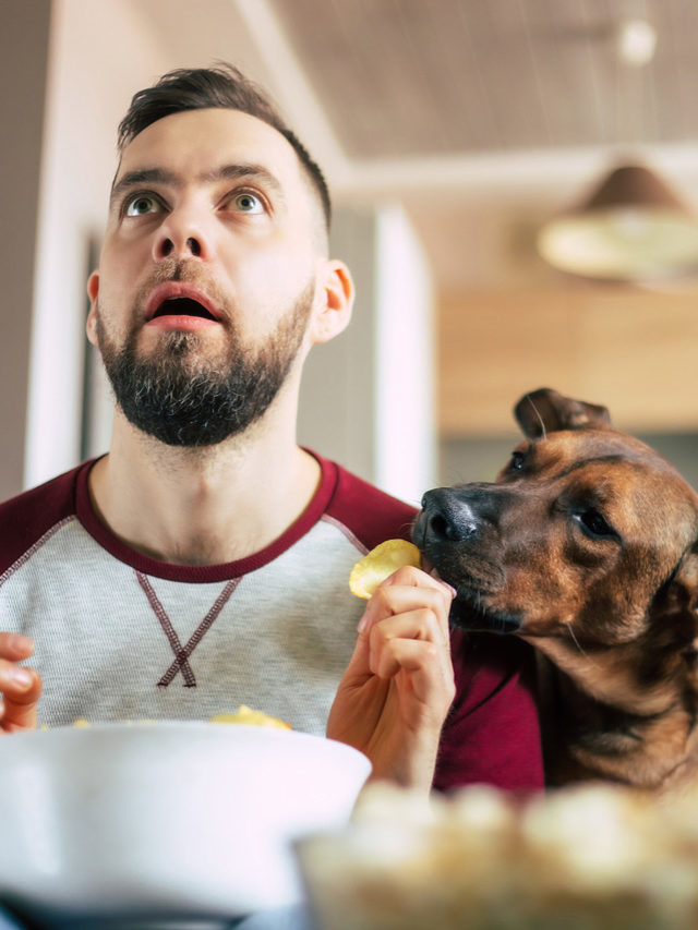 Filme de cachorro, gato e outros pets