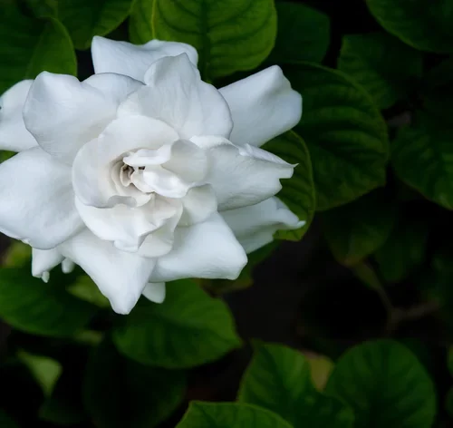 flor gardênia branca