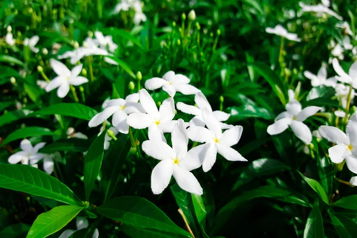 jardim com flores de gardênia