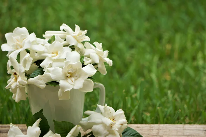 flor gardênia no vaso