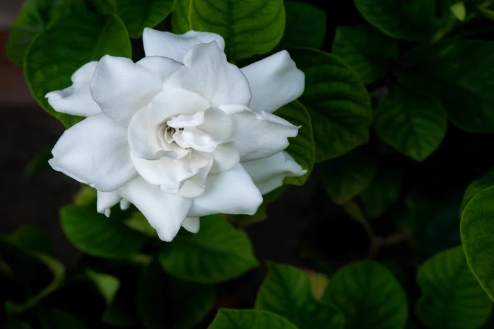 flor gardênia branca