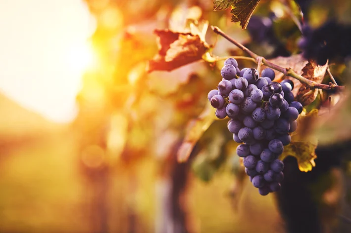 uva no cacho é um das frutas de outono