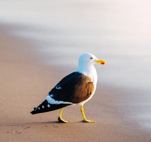 gaivota no mar
