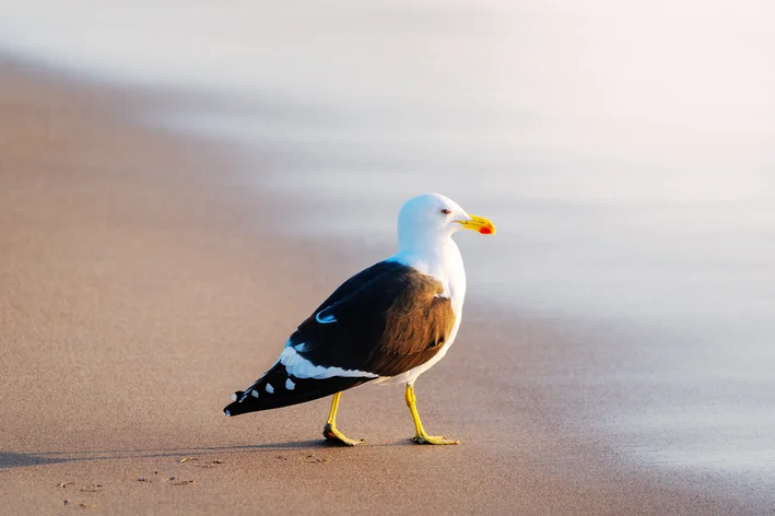 gaivota no mar