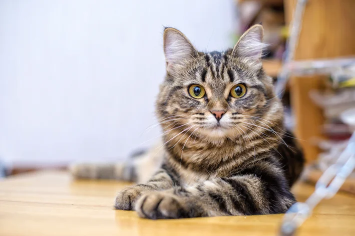 gato sentado na sala