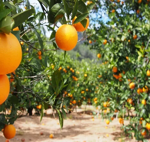 pomar com laranjeiras