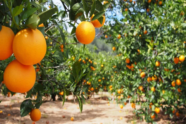 pomar com laranjeiras